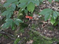 Poconos-July-2015-28108