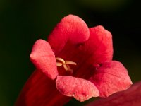 08-16-15-Nanjemoy-20217