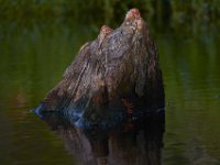 08-11-15-Alligator River-28944