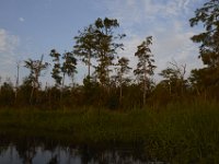 08-11-15-Alligator River-28962