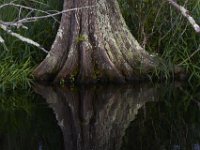 08-11-15-Alligator River-28973