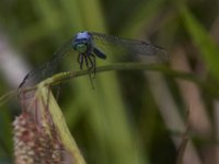 08-11-15-Alligator River-29003