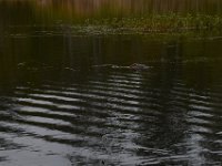 08-11-15-Alligator River-29136