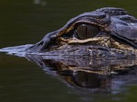 08-11-15-Alligator River-29145