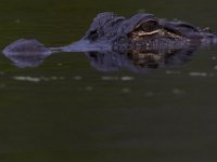 08-11-15-Alligator River-29155