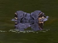 08-11-15-Alligator River-29157