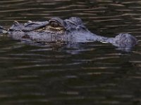 08-11-15-Alligator River-29236