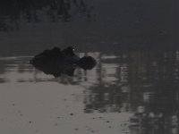 08-13-15-Alligator River-29376