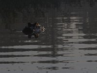 08-13-15-Alligator River-29381