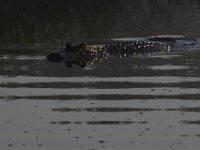 08-13-15-Alligator River-29383
