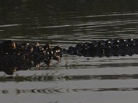 08-13-15-Alligator River-29386