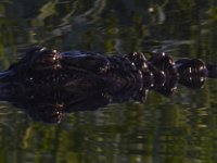 08-13-15-Alligator River-29390