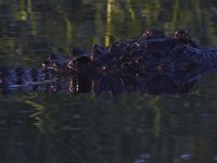 08-13-15-Alligator River-29403