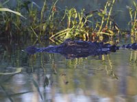 08-13-15-Alligator River-29417