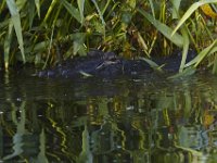 08-13-15-Alligator River-29419