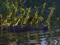 08-13-15-Alligator River-29422 1