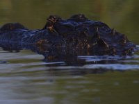 08-13-15-Alligator River-29440