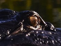 08-13-15-Alligator River-29454