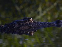 08-13-15-Alligator River-29459