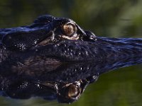 08-13-15-Alligator River-29460