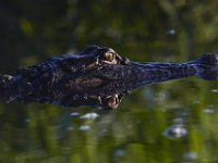 08-13-15-Alligator River-29463