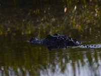 08-13-15-Alligator River-29501