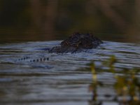 08-13-15-Alligator River-29546