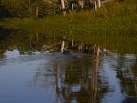 08-13-15-Alligator River-29589