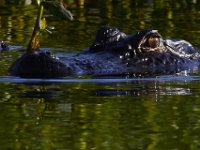 08-13-15-Alligator River-29599