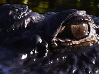 08-13-15-Alligator River-29603
