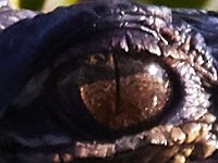 08-13-15-Alligator River-29604