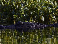08-13-15-Alligator River-29607