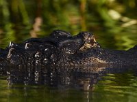 08-13-15-Alligator River-29621
