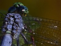 08-13-15-Alligator River-29657