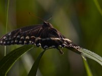 08-13-15-Alligator River-29705