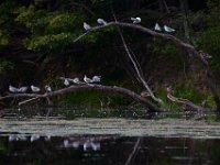 08-30-15-Mattawoman-21738