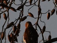 09-12-15-Tuckahoe-23108