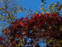 10-11-15-Piscataway-24381