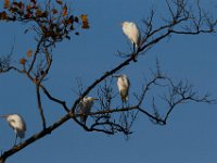 10-11-15-Piscataway-24450