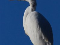 10-11-15-Piscataway-24606