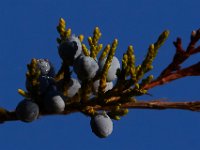 10-12-15-Mattawoman-25421