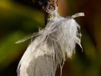 10-12-15-Mattawoman-25424