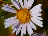 10-12-15-Mattawoman-25505