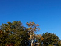 10-12-15-Mattawoman-25631