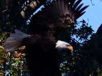 10-12-15-Mattawoman-25696