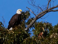10-12-15-Mattawoman-25710