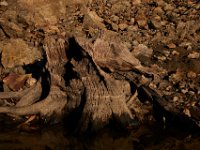 10-18-15-Rocky Gorge-26628