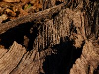 10-18-15-Rocky Gorge-26654