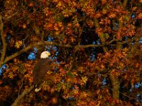 11-15-15-Nanjemoy-27946