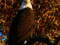 11-15-15-Nanjemoy-27984